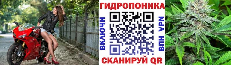 магазин продажи   Короча  Каннабис VHQ 